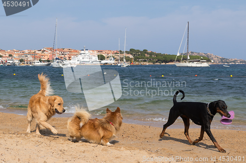 Image of Group of dogs playing with frisbee on dogs friendly beach near Palau, Sardinia, Italy.