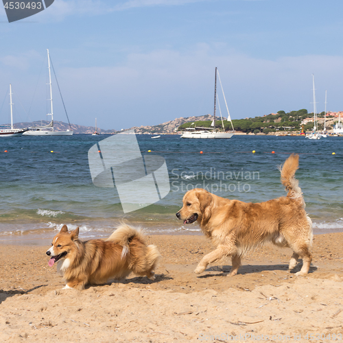 Image of Group of dogs playing on dogs friendly beach near Palau, Sardinia, Italy.