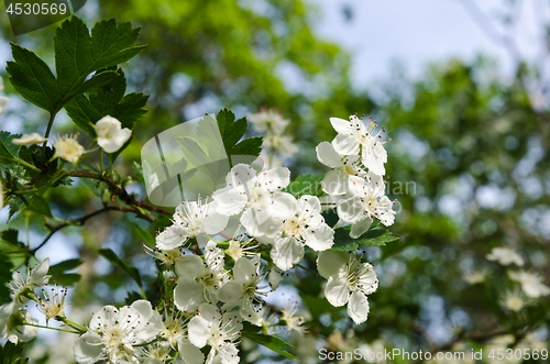 Image of Beautiful white flowers on a blossom hawthorn shrub