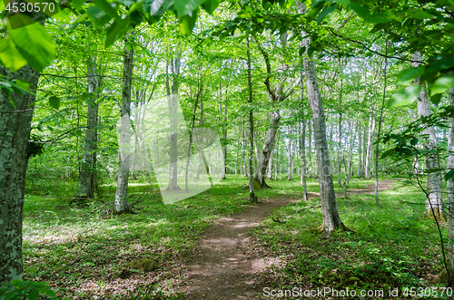 Image of Winding footpath in a bright green forest with hornbeam trees