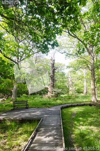 Image of Wooden footpath in a nature reserve with protected old oak trees