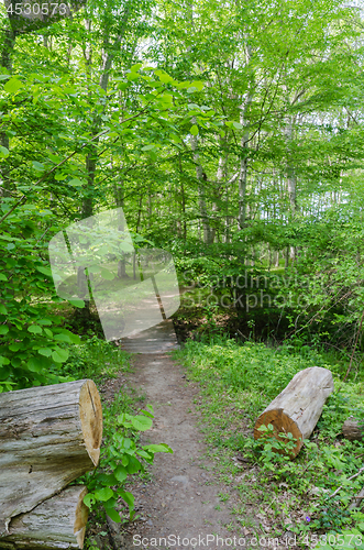 Image of Footpath in a lush greenery in a deciduous forest in summer seas