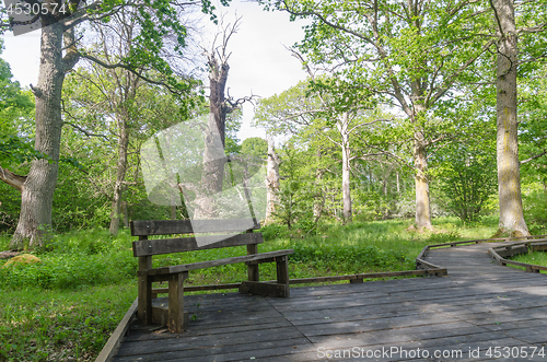 Image of Bench by a wooden footpath in a nature reserve with old oak tree