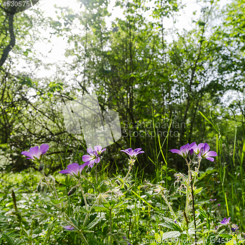 Image of Beautiful purple summer flowers in a lush greenery