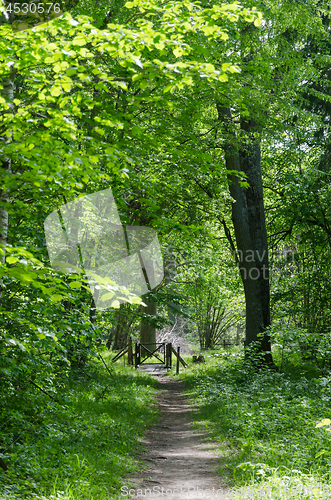 Image of Footpath in a fresh greenery by summertime