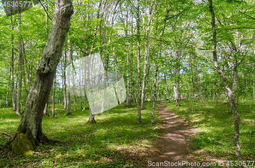 Image of Bright footpath in a deciduous forest with hornbeam trees by sum