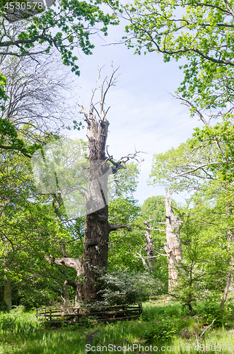 Image of Old protected oak trees in a nature reserve