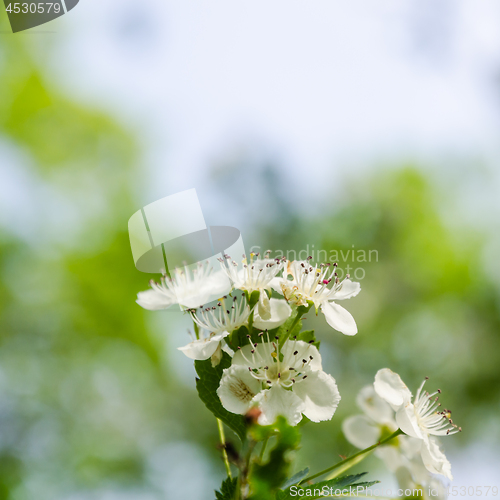 Image of Beautiful hawthorn flowers close up