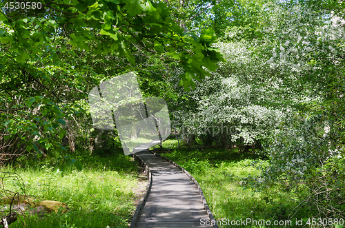 Image of Wooden footpath in a swedish nature reserve