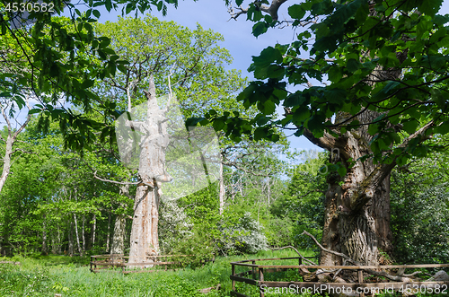 Image of Protected old oak trees fenced in a swedish nature reserve