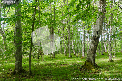 Image of Bright green deciduous forest with hornbeam trees by spring seas