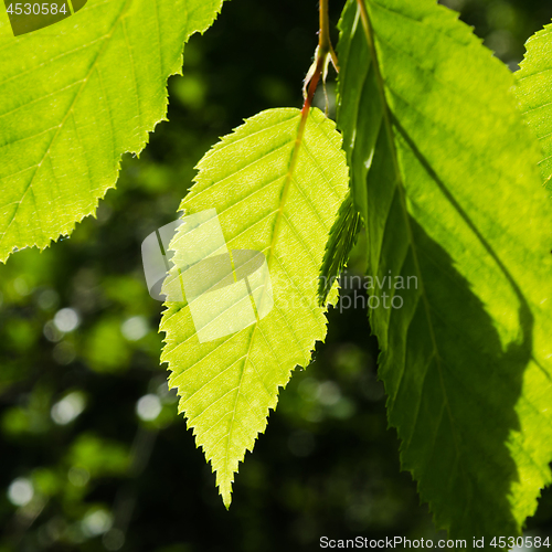 Image of Bright green leaves growing in a hornbeam tree