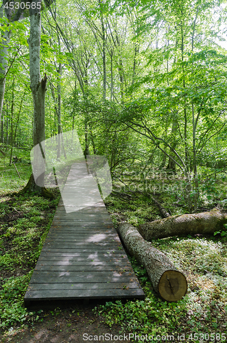 Image of Wooden footpath in a deciduous forest with fresh green leaves