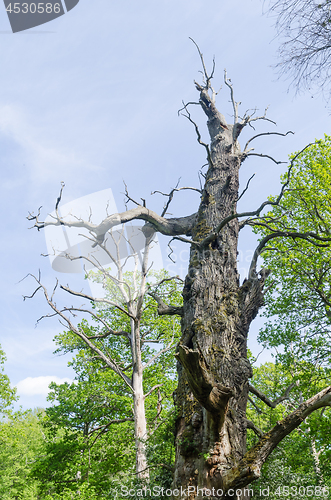 Image of Dead old oak tree in a nature reserve