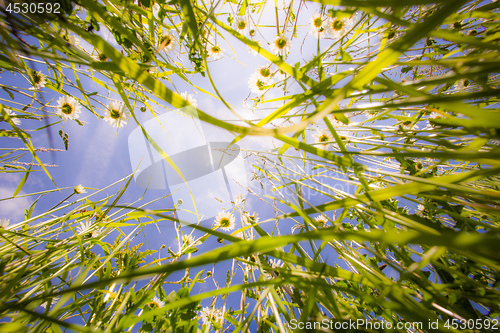 Image of Grass view from below