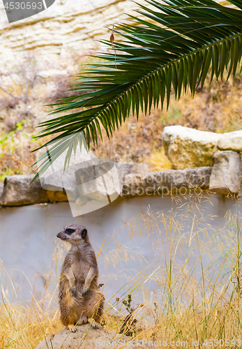 Image of Meerkat (Suricate) sitting