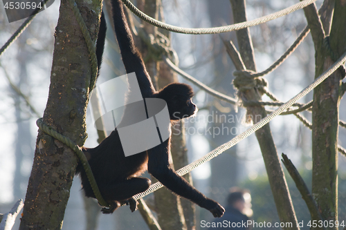Image of Spider monkey on the rope