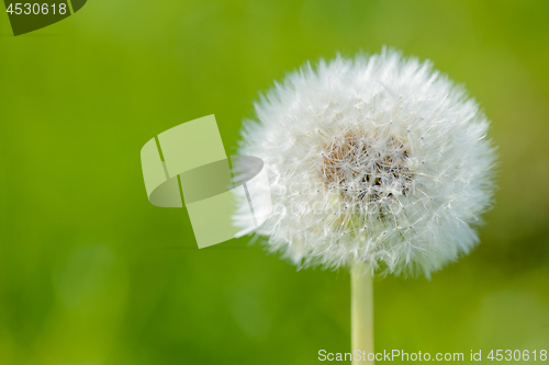 Image of Blowball with a green background