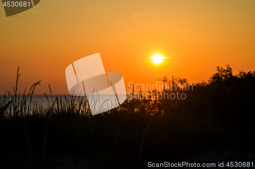 Image of Vegetation in front of a beautiful sunset by the beach