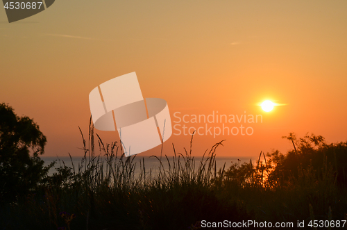 Image of Grass straws by sunset at the coast