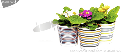 Image of Colorful Primroses in Flower Pots 