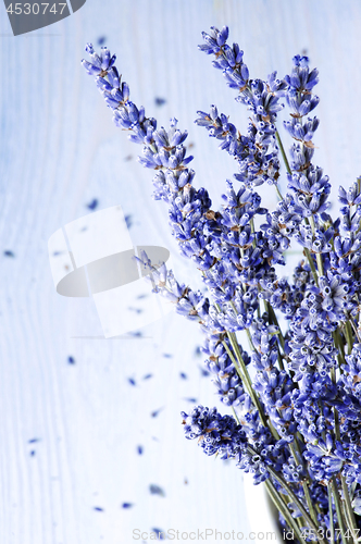 Image of Bunch of Lavender Flowers