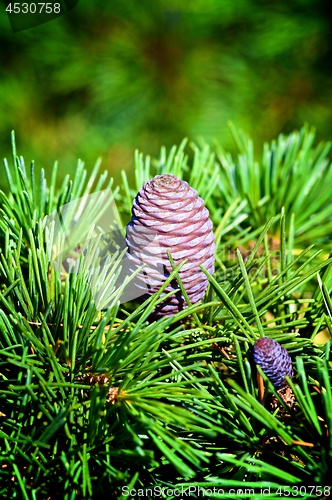 Image of Cones of Korean Fir Tree