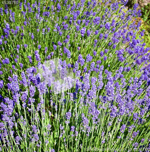 Image of Lavender Flowers Background