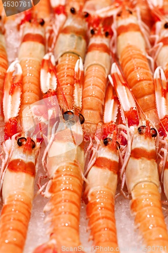 Image of Delicious Raw Langoustines