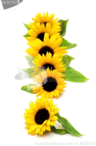 Image of Sunflowers with Leafs