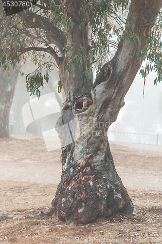 Image of Snow Gum in the fog Snowy Mountains Australia