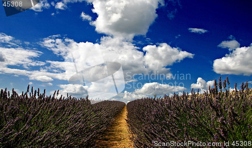 Image of lavender filed