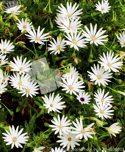 Image of Garden Daisy Flowers