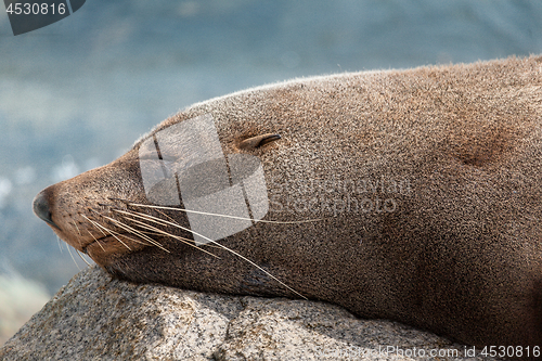 Image of Sleeping seal rests on a rock after a feed