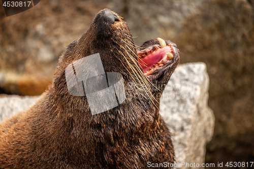 Image of Fur seal on a rock with open mouth