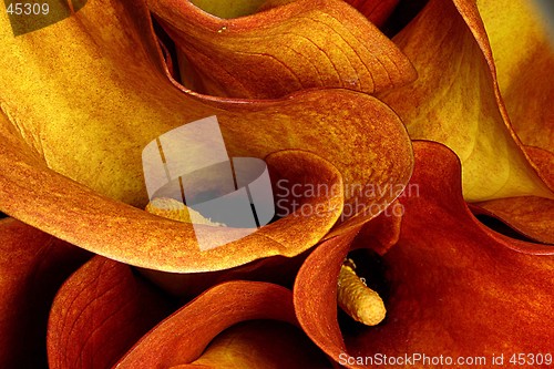 Image of flowers abstract