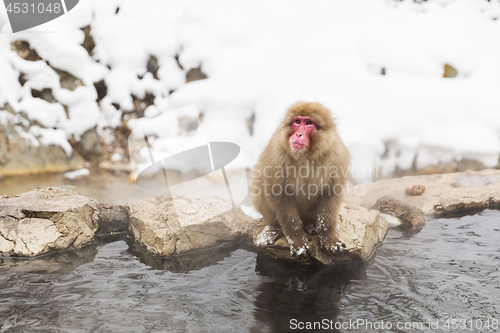 Image of japanese macaque or snow monkey in hot spring