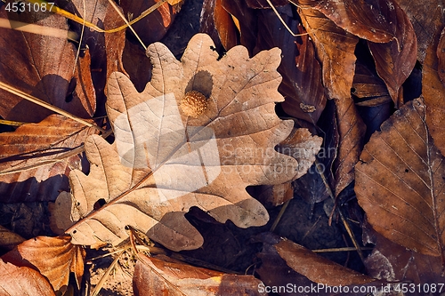 Image of Fallen autumn leaves