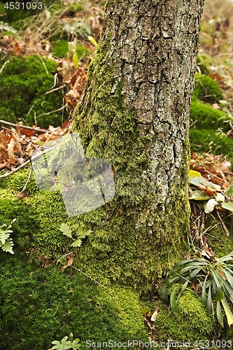 Image of Mossy Tree Trunk Closeup