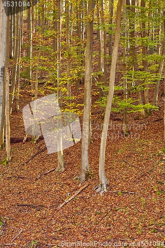 Image of Autumn colors in a forest