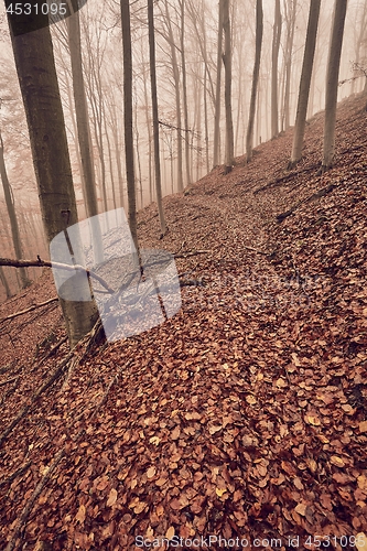 Image of Autumn Forest Fog