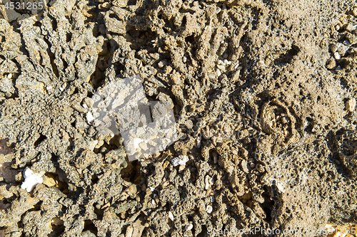 Image of close up of hard stony coral