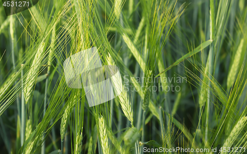 Image of Ears Of Barley In The Field Closeup