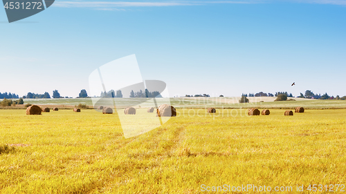 Image of Bales Of Grass On A Mowed Field In The Countryside