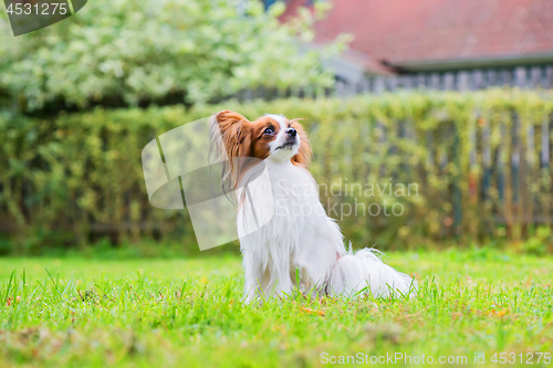 Image of Portrait of a papillon purebreed dog