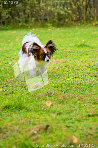 Image of Portrait of a papillon purebreed dog