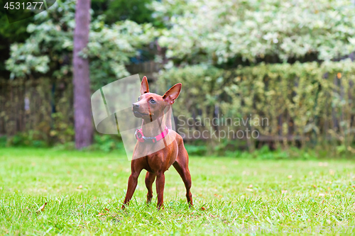 Image of Portrait of a red miniature pinscher dog