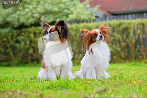 Image of Portrait of a papillon purebreed dogs