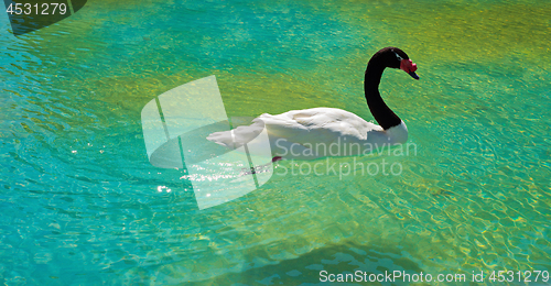Image of Black necked swan