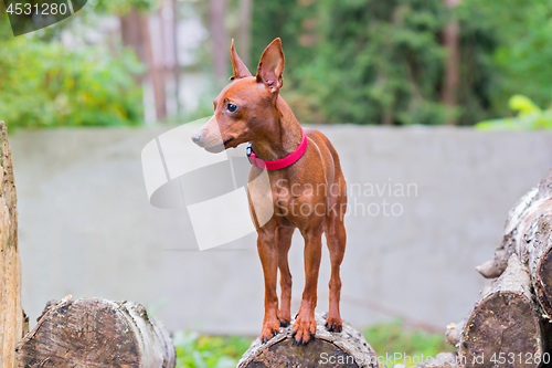 Image of Portrait of a red miniature pinscher dog